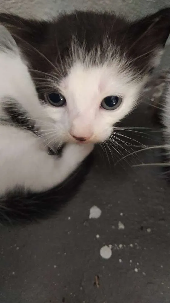 Gato raça  idade 2 a 6 meses nome Sem nome