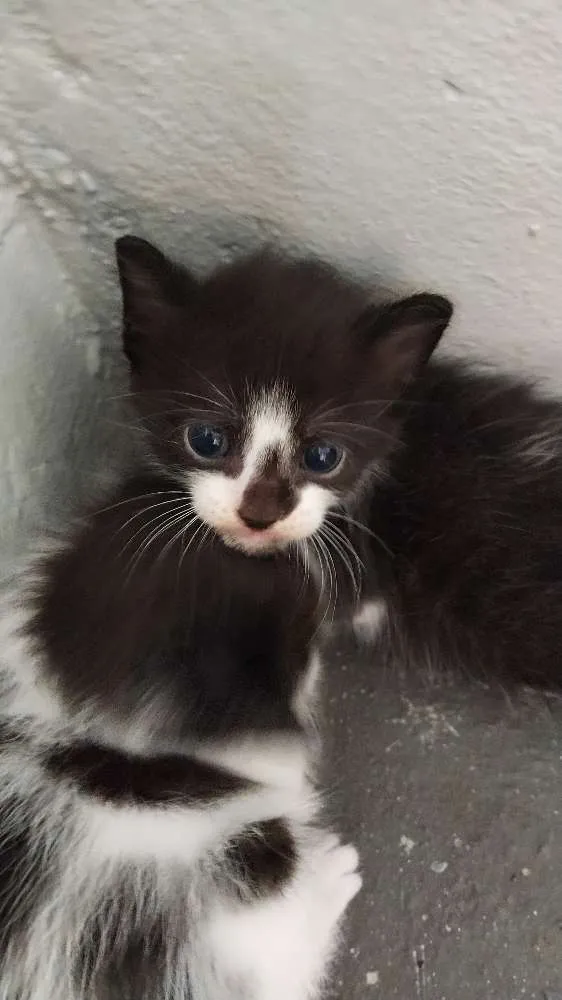 Gato raça  idade 2 a 6 meses nome Sem nome