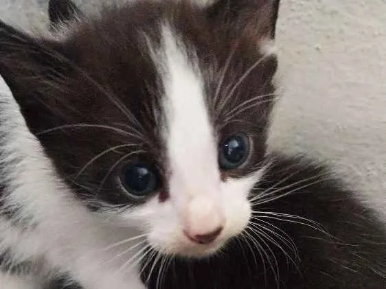 Gato raça  idade 2 a 6 meses nome Sem nome