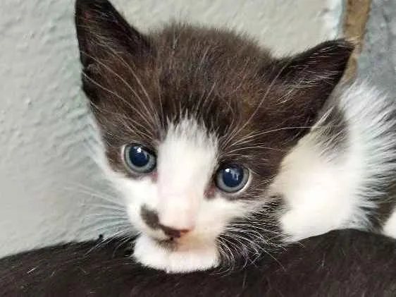 Gato raça  idade 2 a 6 meses nome Sem nome