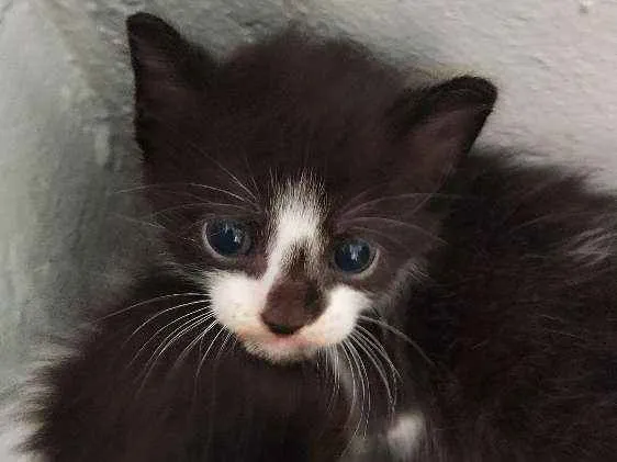 Gato raça  idade 2 a 6 meses nome Sem nome