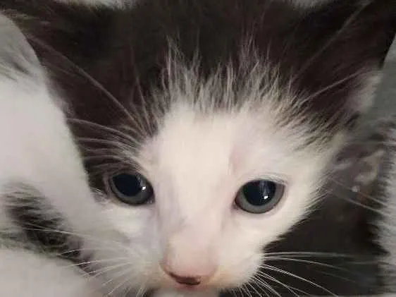 Gato raça  idade 2 a 6 meses nome Sem nome