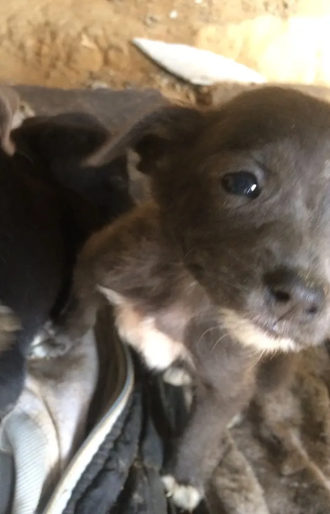 Cachorro ra a Nao definida idade Abaixo de 2 meses nome Nao tem 