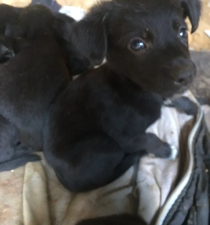 Cachorro ra a Nao definida idade Abaixo de 2 meses nome Nao tem 