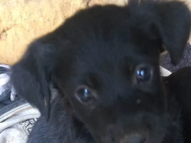Cachorro ra a Nao definida idade Abaixo de 2 meses nome Nao tem 