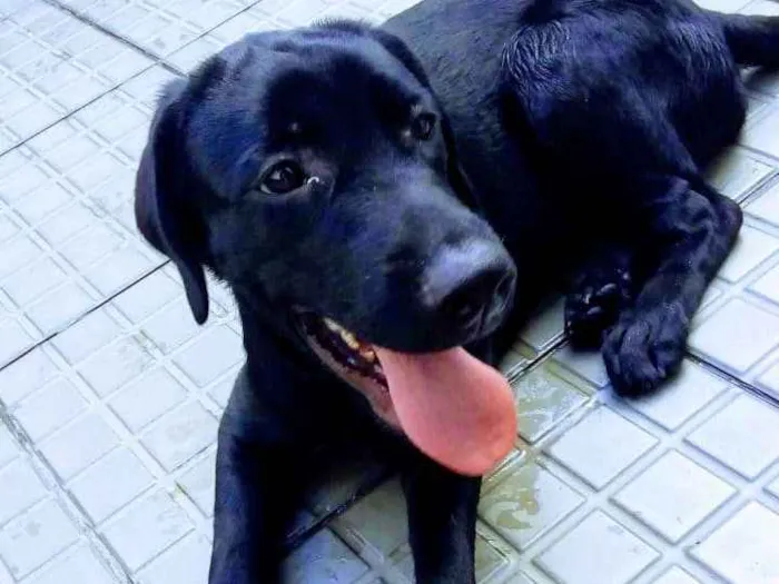 Cachorro raça Labrador idade 2 a 6 meses nome Alerquina