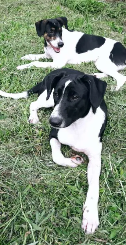 Cachorro ra a SRD idade 1 ano nome RAG & ZEZINHO