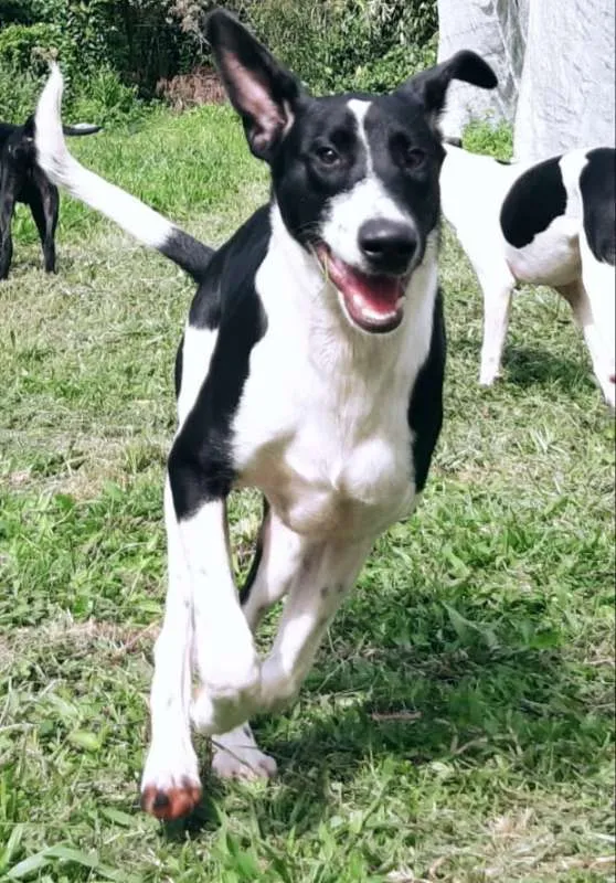 Cachorro ra a SRD idade 1 ano nome RAG & ZEZINHO