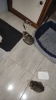 não tem 