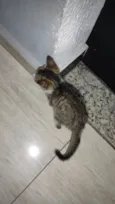 não tem 