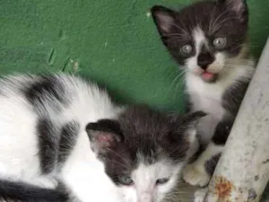 Gato raça  idade 2 a 6 meses nome Sem nome