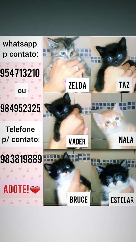 Gato ra a  idade  nome *Nome nas fotos