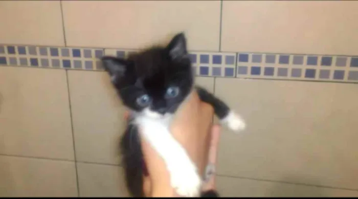 Gato ra a  idade  nome *Nome nas fotos