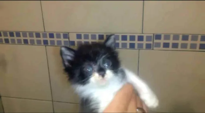 Gato ra a  idade  nome *Nome nas fotos