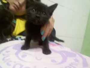 Gato raça  idade  nome *Nome nas fotos