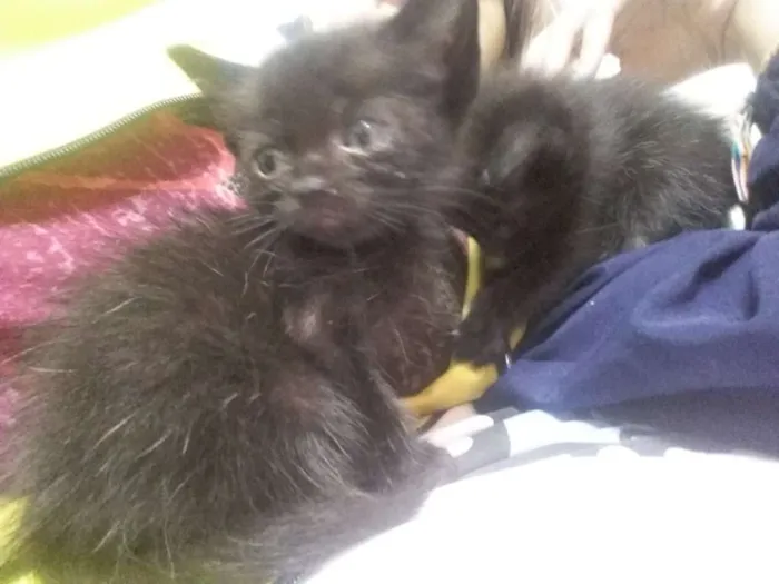Gato ra a  idade  nome *Nome nas fotos