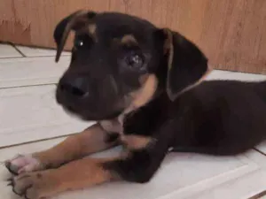 Cachorro raça Não identificado  idade 2 a 6 meses nome Nenhum 