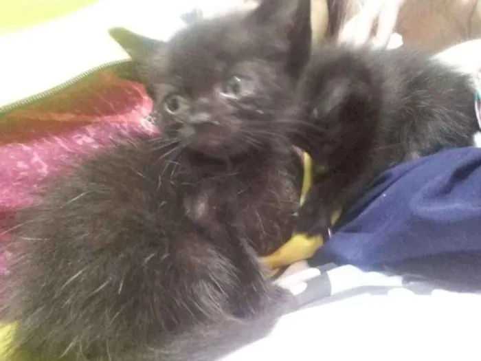 Gato ra a  idade  nome *Nome nas fotos