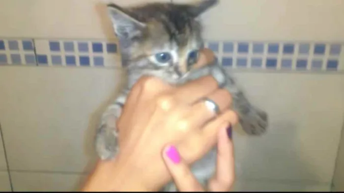 Gato ra a  idade  nome *Nome nas fotos