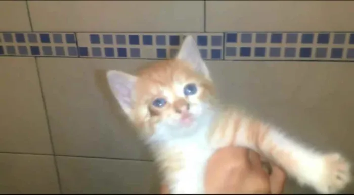 Gato ra a  idade  nome *Nome nas fotos