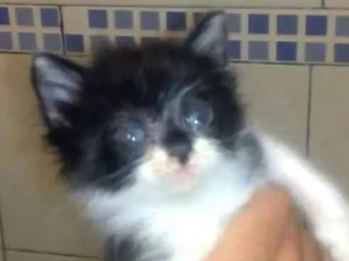 Gato ra a  idade  nome *Nome nas fotos