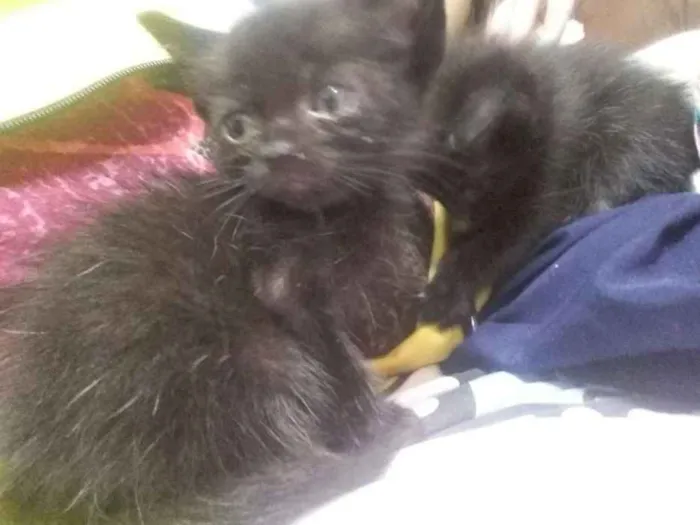 Gato ra a  idade  nome *Nome nas fotos