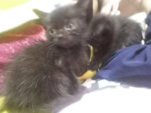 Gato raça  idade  nome *Nome nas fotos