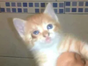 Gato raça  idade  nome *Nome nas fotos