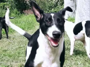 Cachorro raça SRD idade 1 ano nome RAG & ZEZINHO