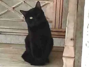 Gato raça Sem raça definido idade 1 ano nome Teo