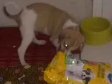 Cachorro ra a  idade Abaixo de 2 meses nome Luiggi