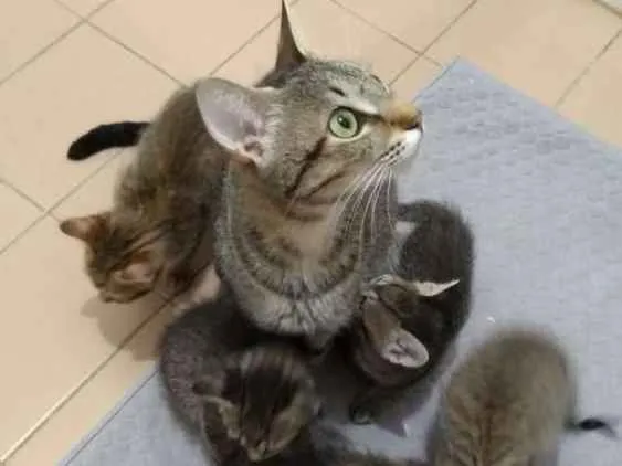 Gato ra a SRD idade 2 a 6 meses nome Belezinha 