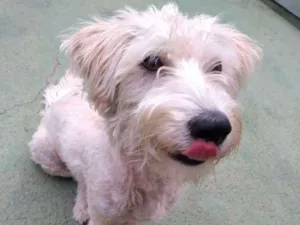 Cachorro raça SRD idade 1 ano nome Pistache