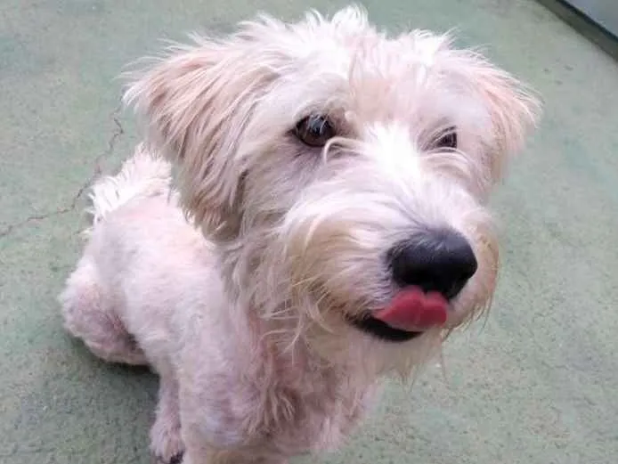Cachorro ra a SRD idade 1 ano nome Pistache