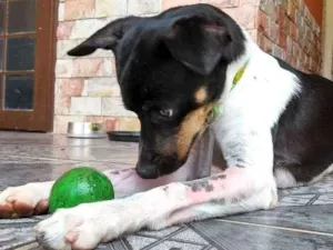 Cachorro raça SRD idade 2 anos nome Lino