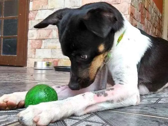 Cachorro ra a SRD idade 2 anos nome Lino