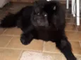 Loki
