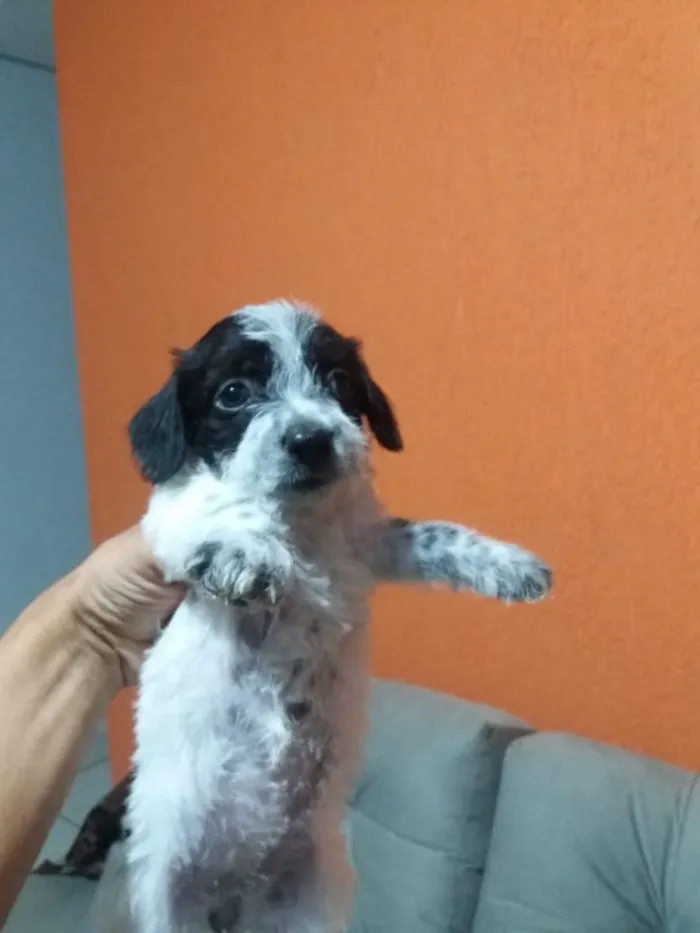 Cachorro ra a Sem raça  idade Abaixo de 2 meses nome Luna 