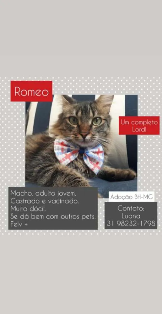 Gato raça Não sei idade 1 ano nome Romeo