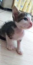 Gatinhos