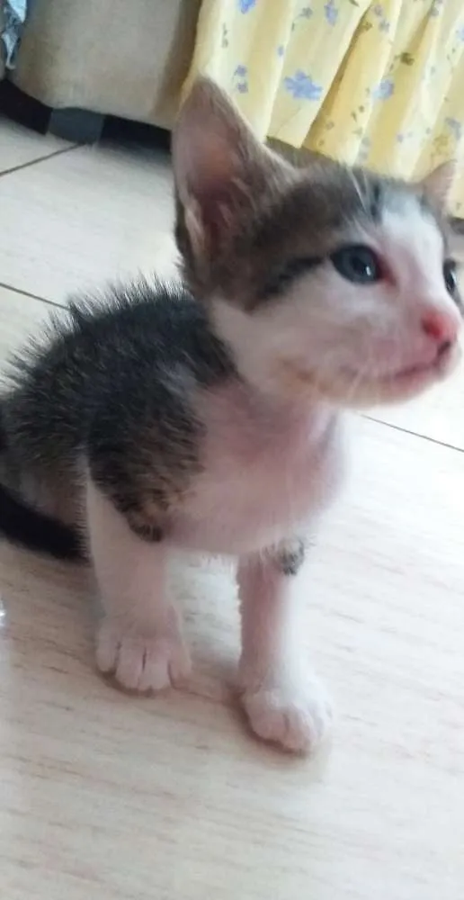 Gato raça  idade Abaixo de 2 meses nome Gatinhos