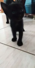 Gatinhos