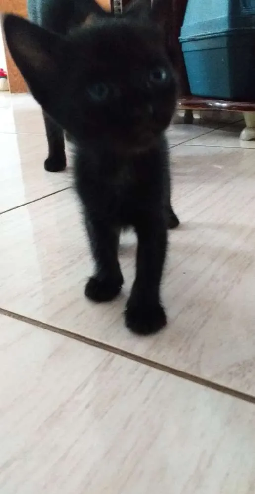Gato raça  idade Abaixo de 2 meses nome Gatinhos