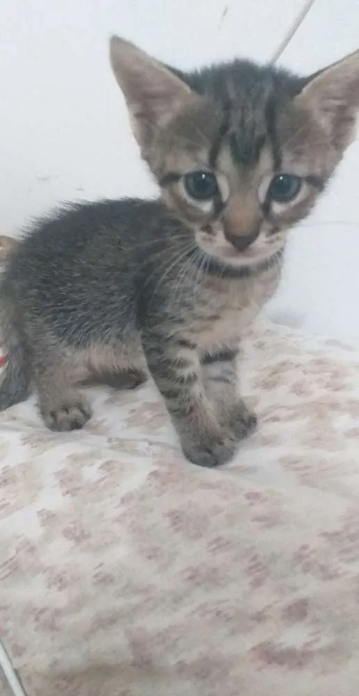 Gato raça  idade Abaixo de 2 meses nome Gatinhos
