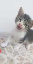 Gatinhos