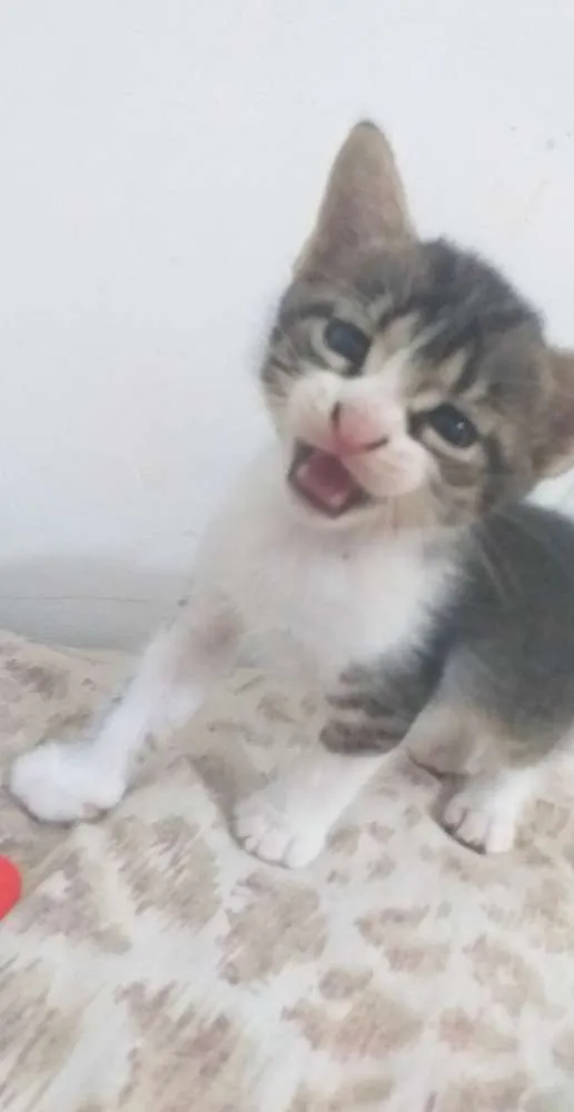 Gato raça  idade Abaixo de 2 meses nome Gatinhos