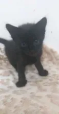 Gatinhos