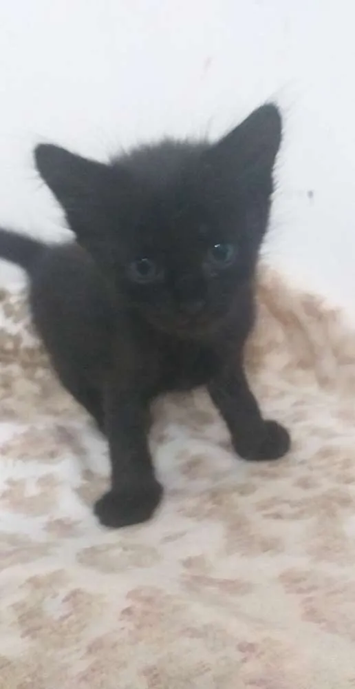 Gato raça  idade Abaixo de 2 meses nome Gatinhos