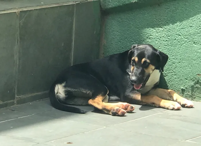 Cachorro ra a Vira lata  idade 2 a 6 meses nome Luna 