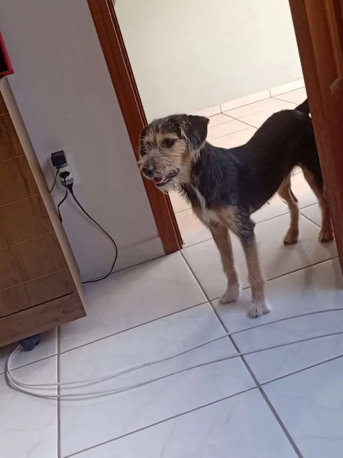Cachorro ra a Indefinida idade 2 a 6 meses nome Nina